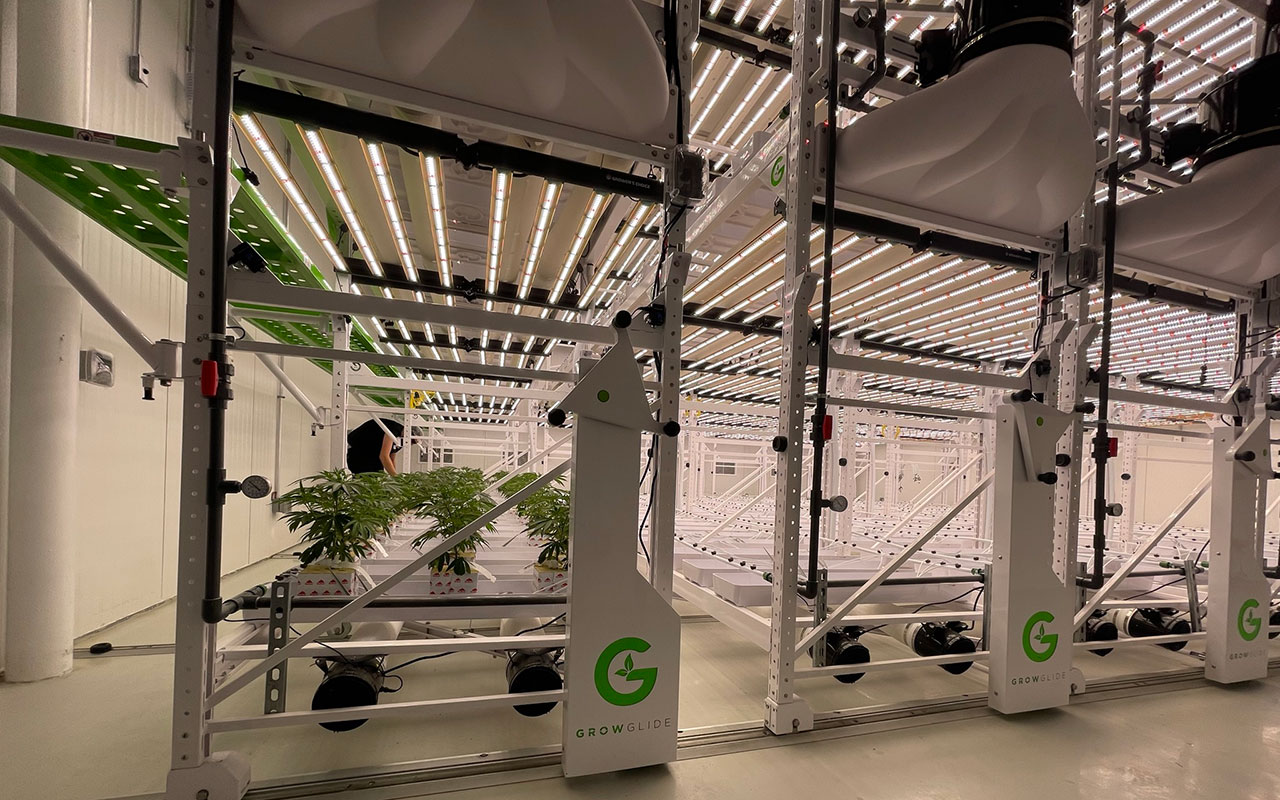 Multi-Tier Cannabis Grow Room